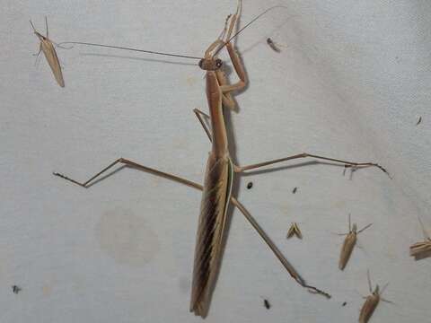 Image of Purple-winged mantis