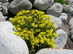 Plancia ëd Senecio leucanthemifolius subsp. caucasicus (DC.) Greuter