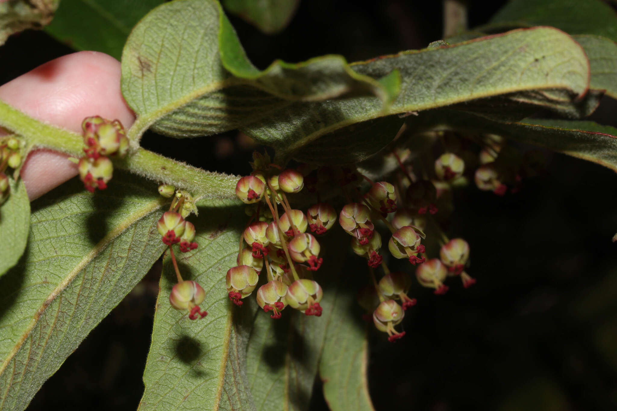 صورة Phyllanthus salviifolius Kunth