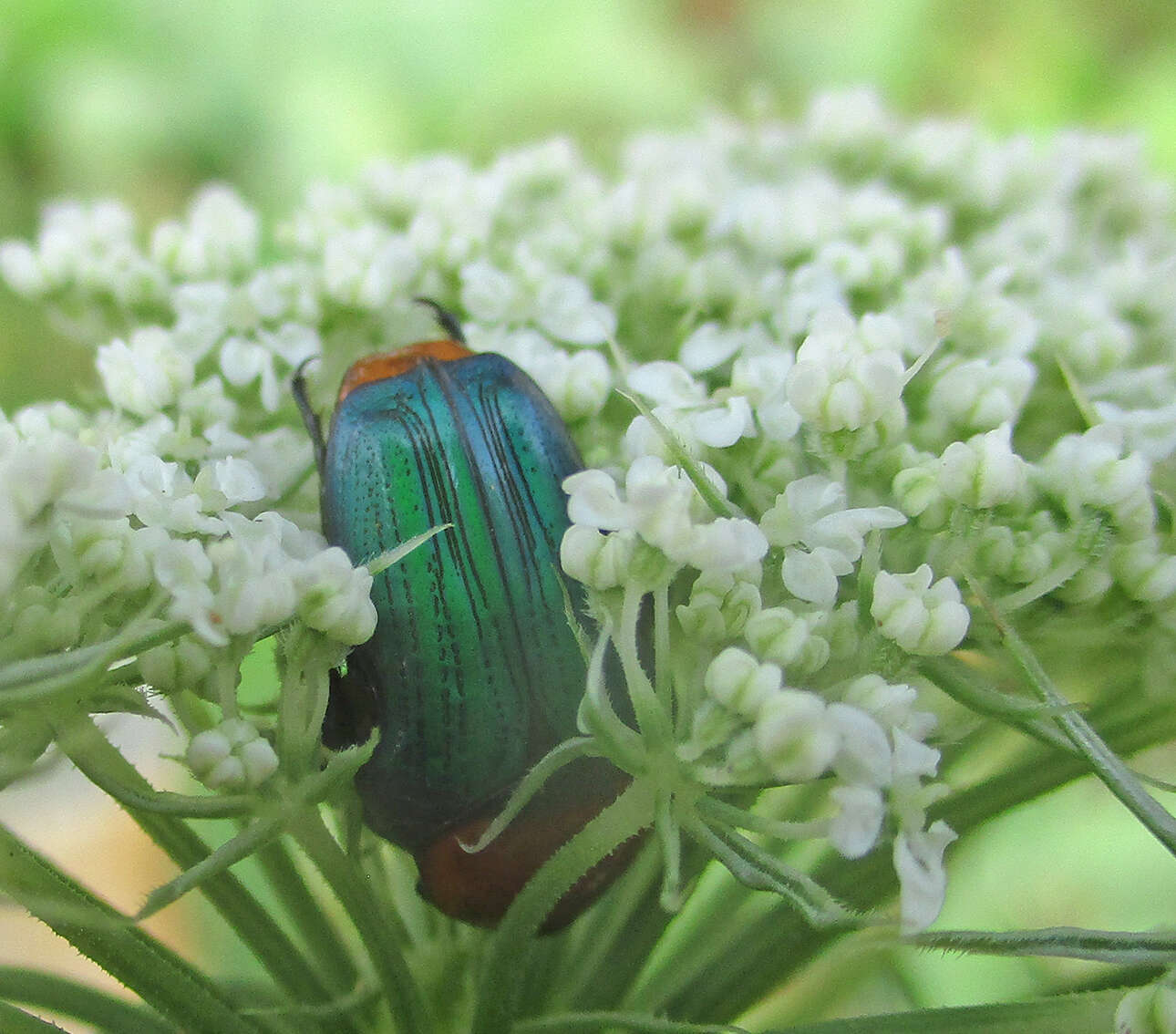 Image of Amethyst Fruit Chafer