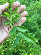 Image of border privet