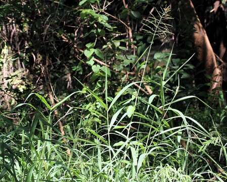 Image of broadleaf panicum