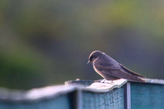 Ptyonoprogne fuligula (Lichtenstein & Mhk 1842)的圖片