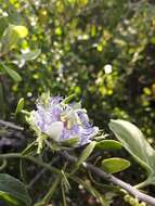 Image of desert passionflower