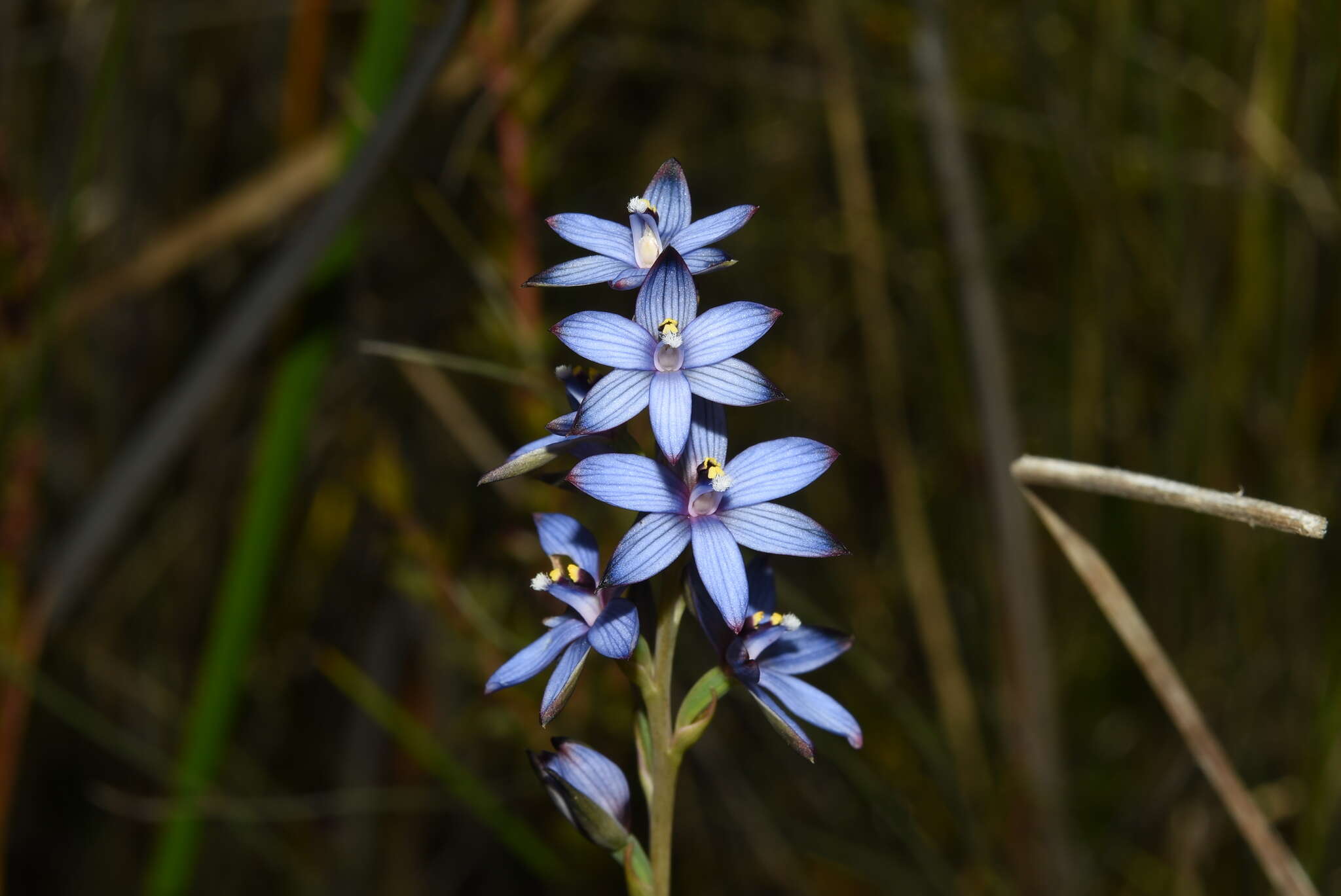 صورة Thelymitra canaliculata R. Br.