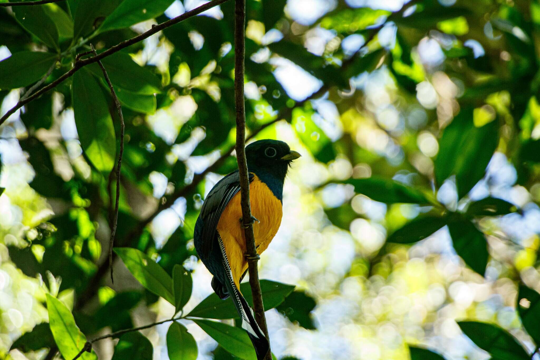 Image of Trogon rufus chrysochloros Pelzeln 1856