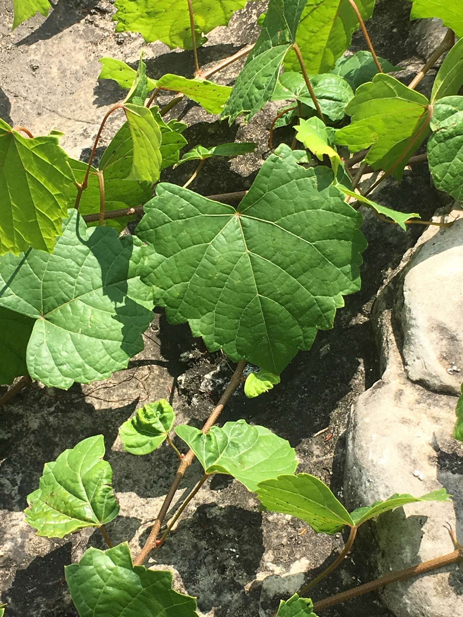 Image of graybark grape