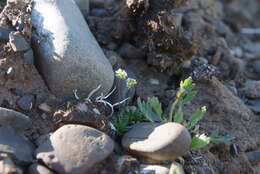 Image of Draba taimyrensis Tolm.