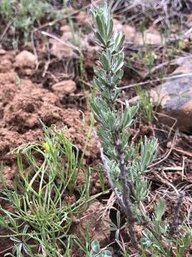 Sivun Artemisia rigida (Nutt.) A. Gray kuva