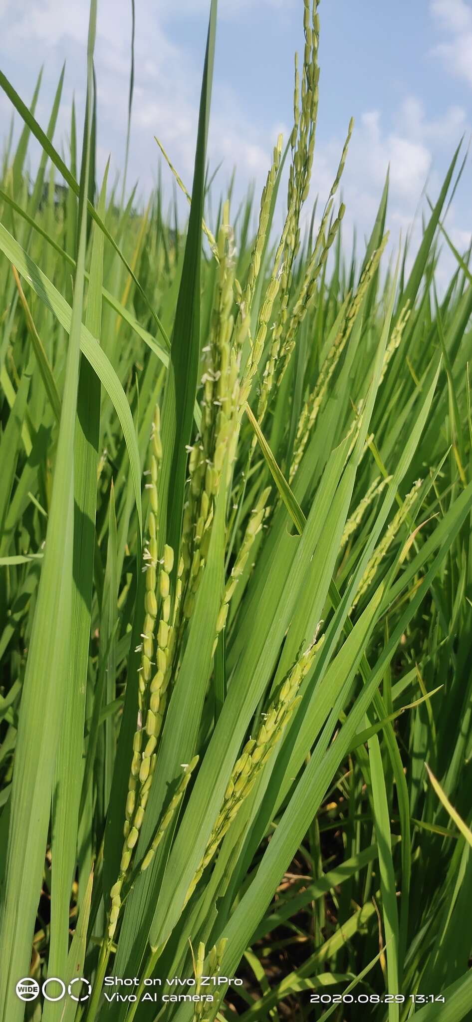 Image of rice