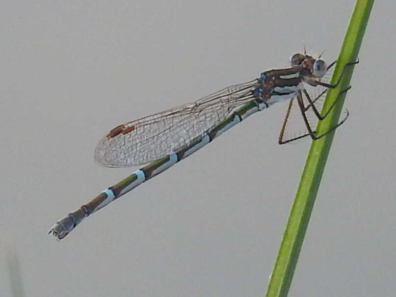 Image of Austrolestes annulosus (Selys 1862)