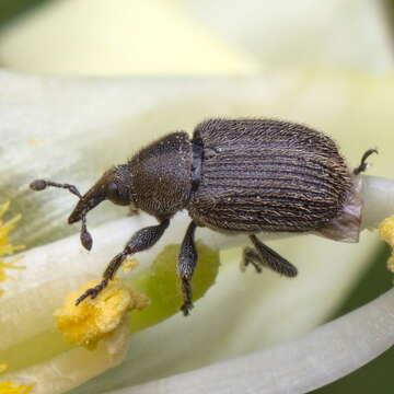 Image of Weevil