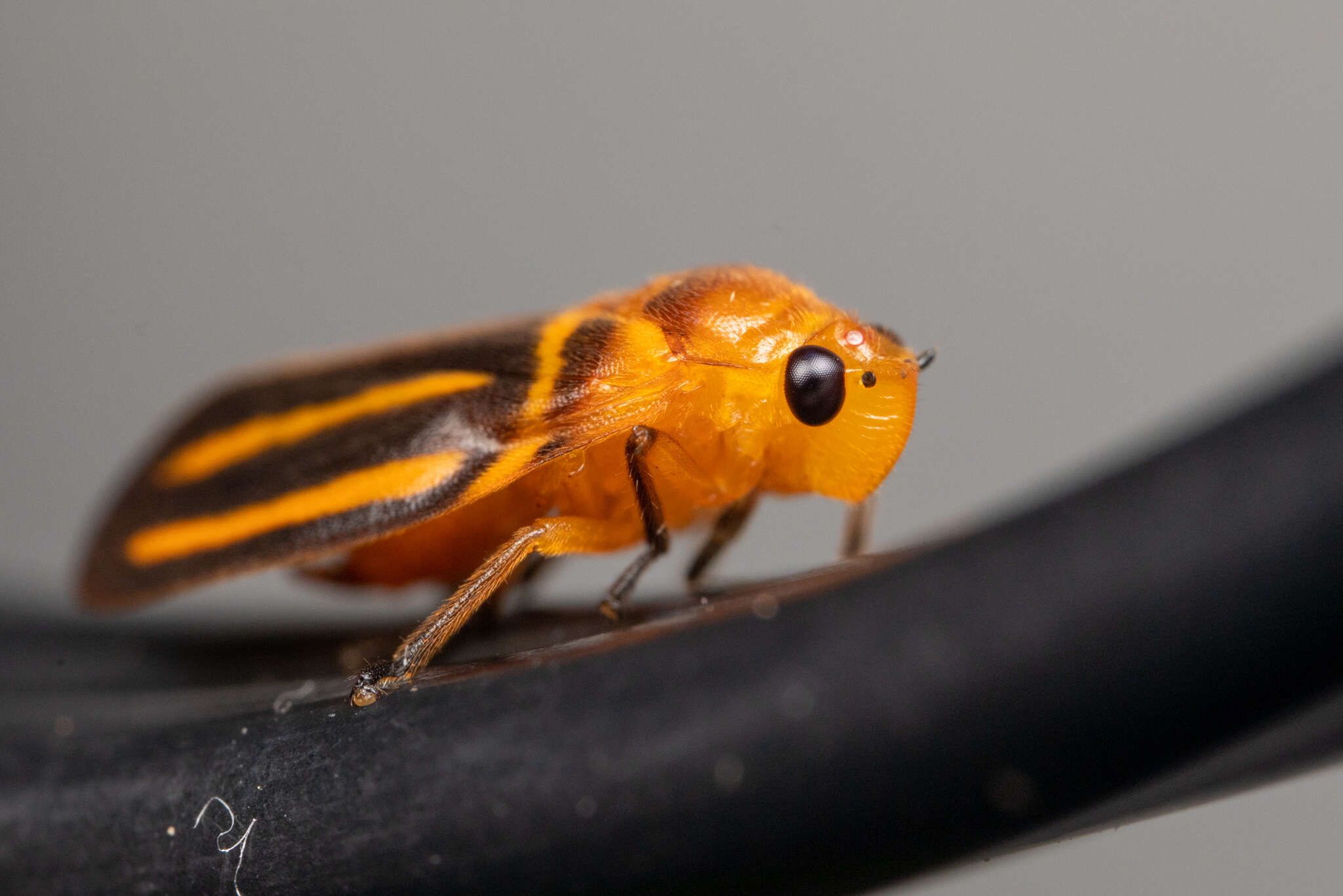 Слика од Ocoaxo lineatus (Walker 1851)