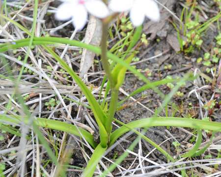 Image of Burchardia multiflora Lindl.