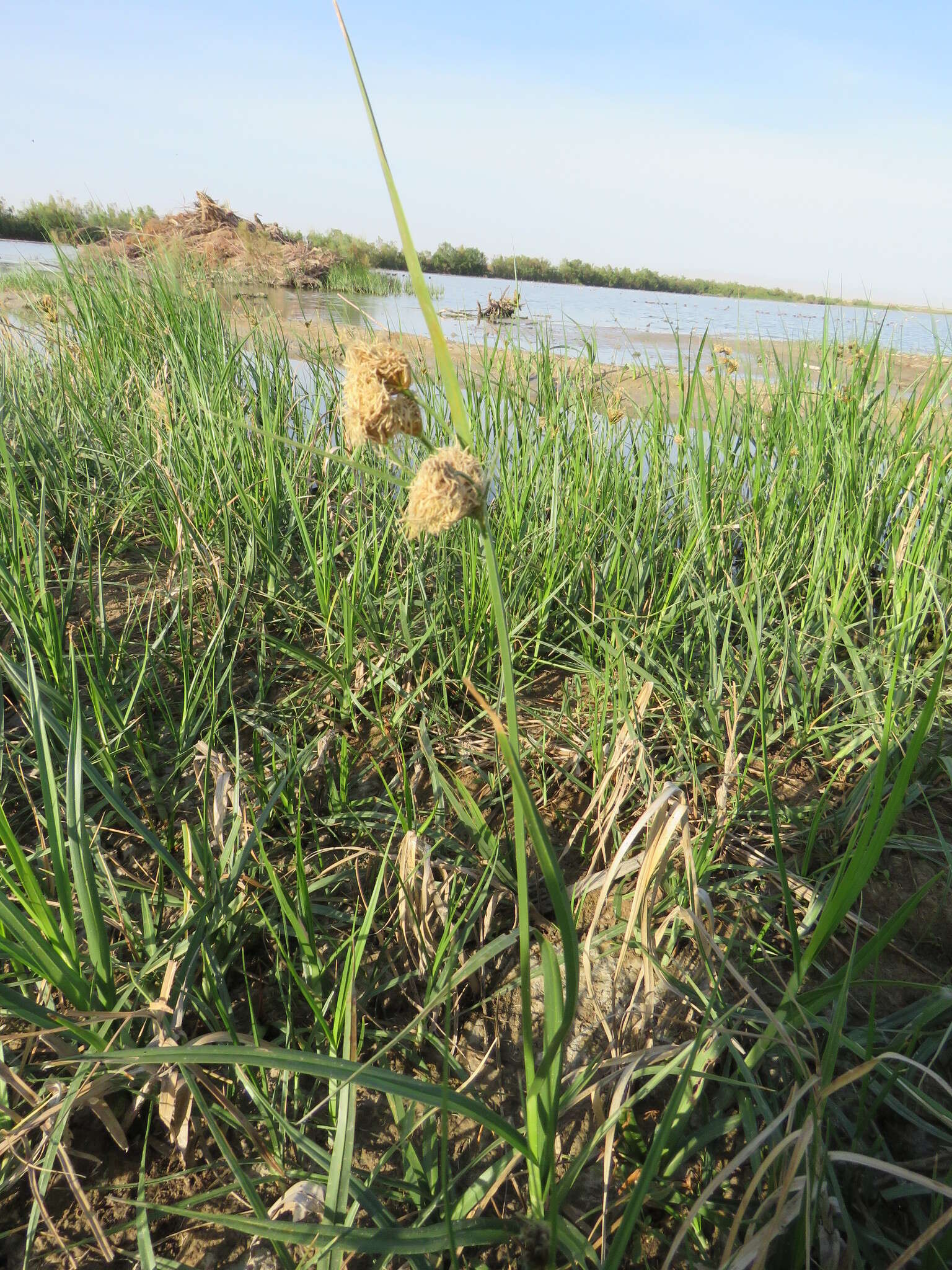 Image of cosmopolitan bulrush