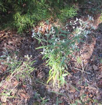 Image of rabbit-tobacco