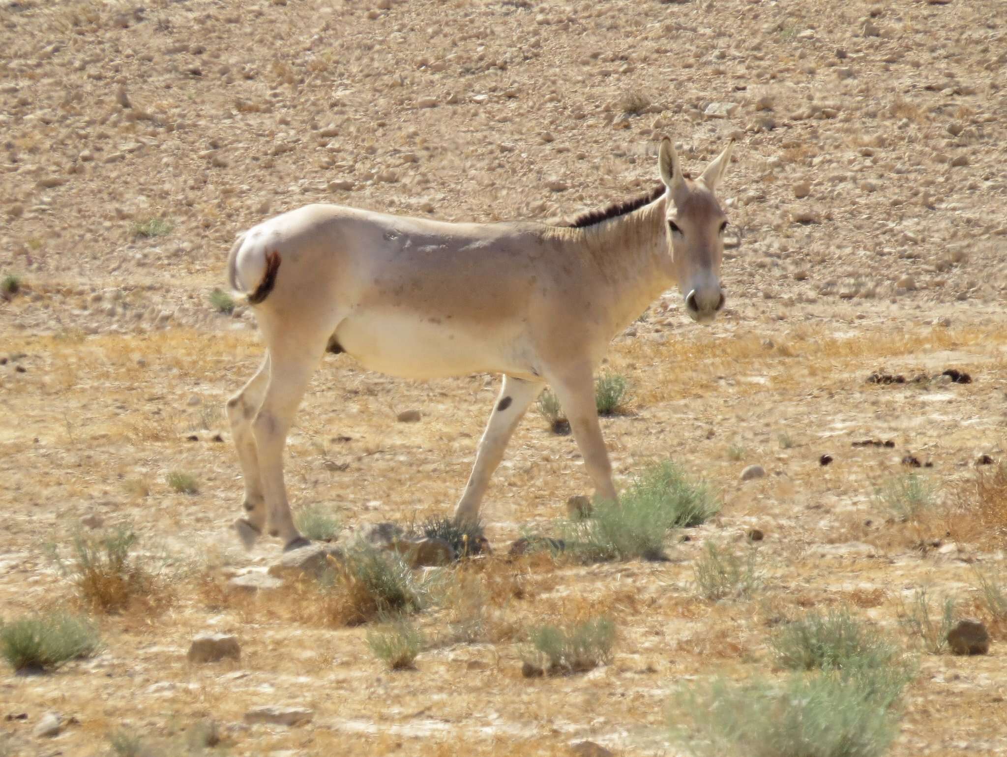 صورة أخدر