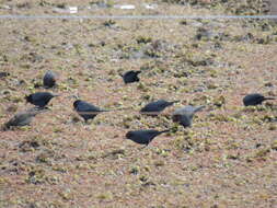 Image of Chestnut-capped Blackbird