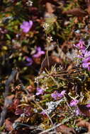 Image of Mackenzie River dwarf-primrose