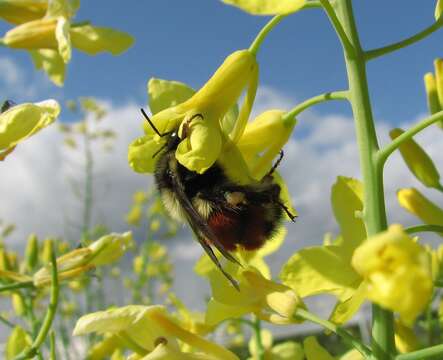 Image of Black Tail Bumble Bee