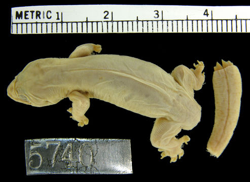 Image of Mutilating Gecko