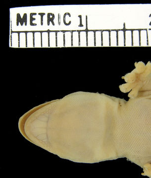 Image of Mutilating Gecko