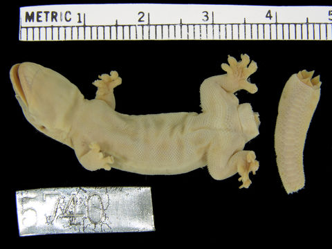 Image of Mutilating Gecko