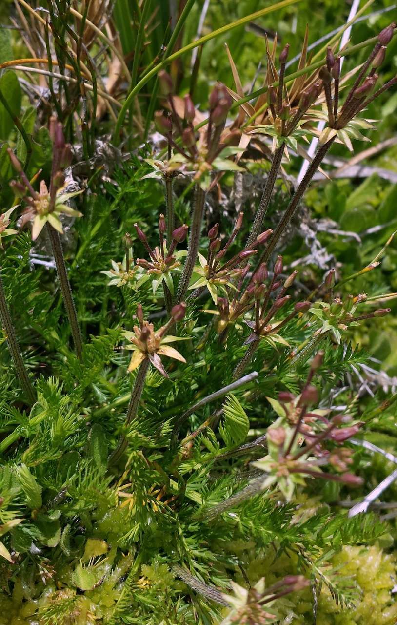 Слика од Chaerophyllum australianum K. F. Chung