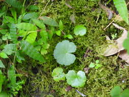 Imagem de Hydrocotyle mannii Hook. fil.