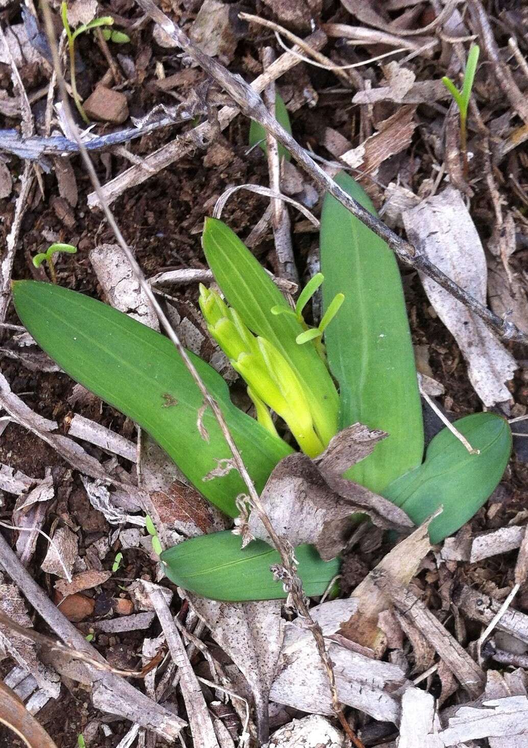 Image of Freesia caryophyllacea (Burm. fil.) N. E. Br.