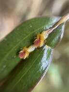 Image of Lepanthes mucronata Lindl.