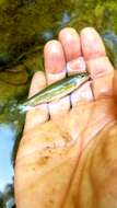 Image of Longnose Dace