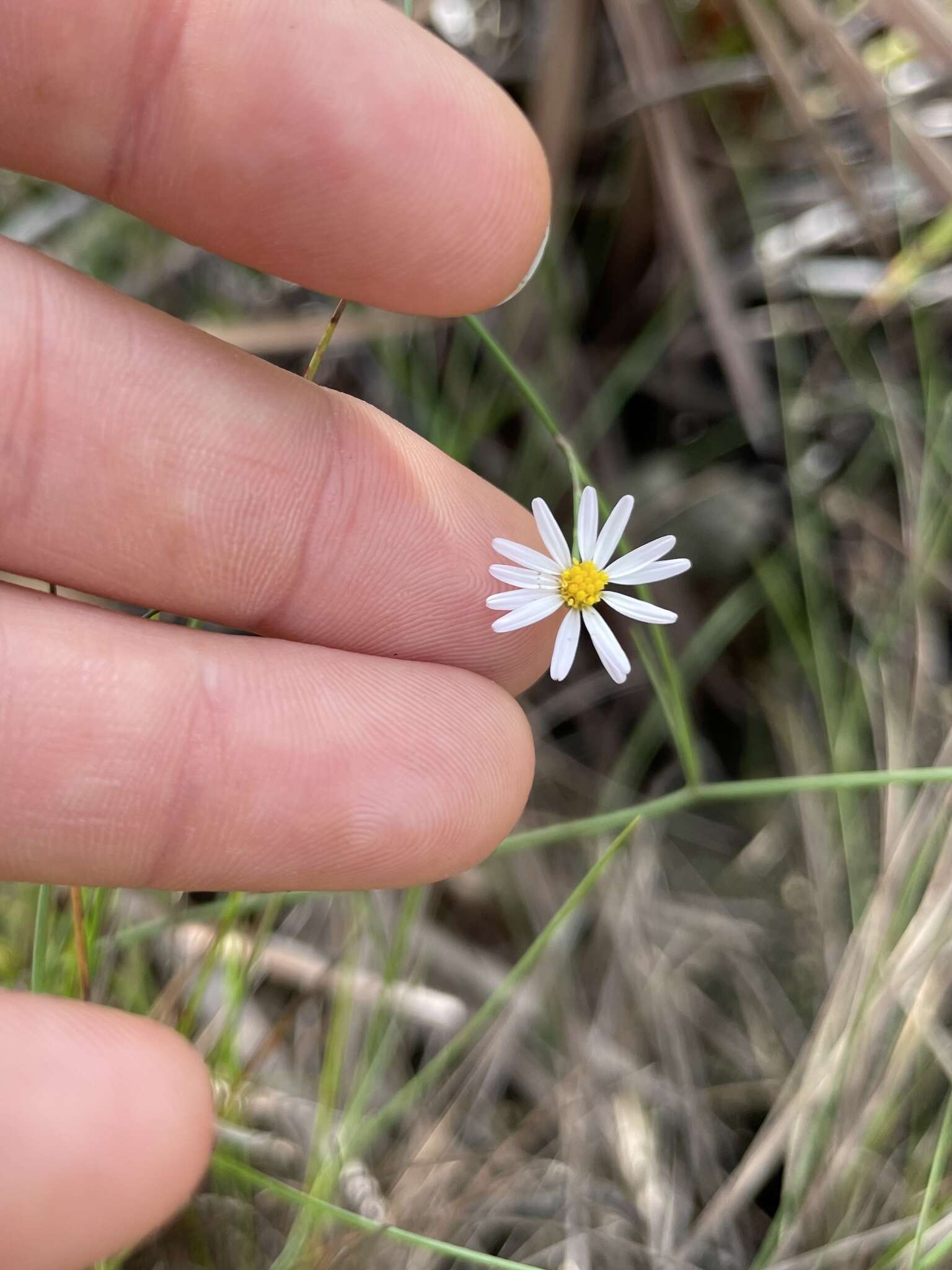 Image of Brace's aster