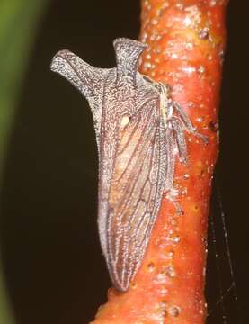 Image of Ceraon tasmaniae Fairmaire