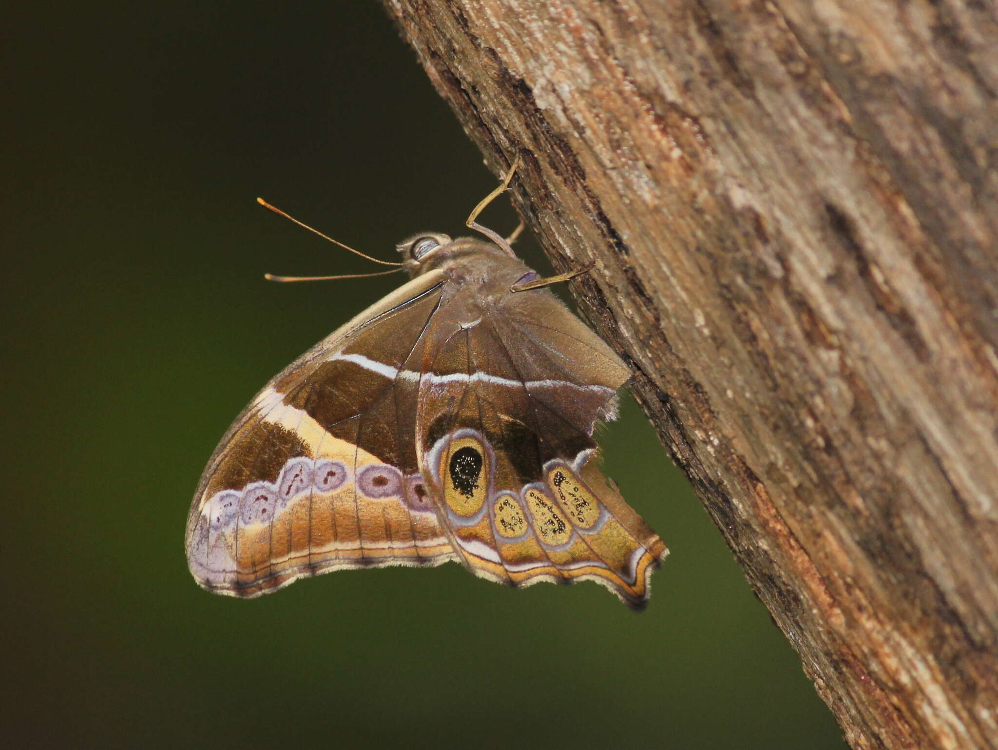 Image of Bamboo Tree Brown