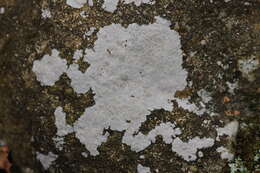 Image of disk lichen