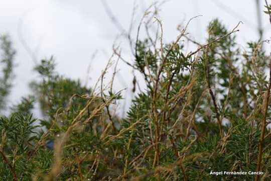 Image of Adenocarpus hispanicus (Lam.) DC.