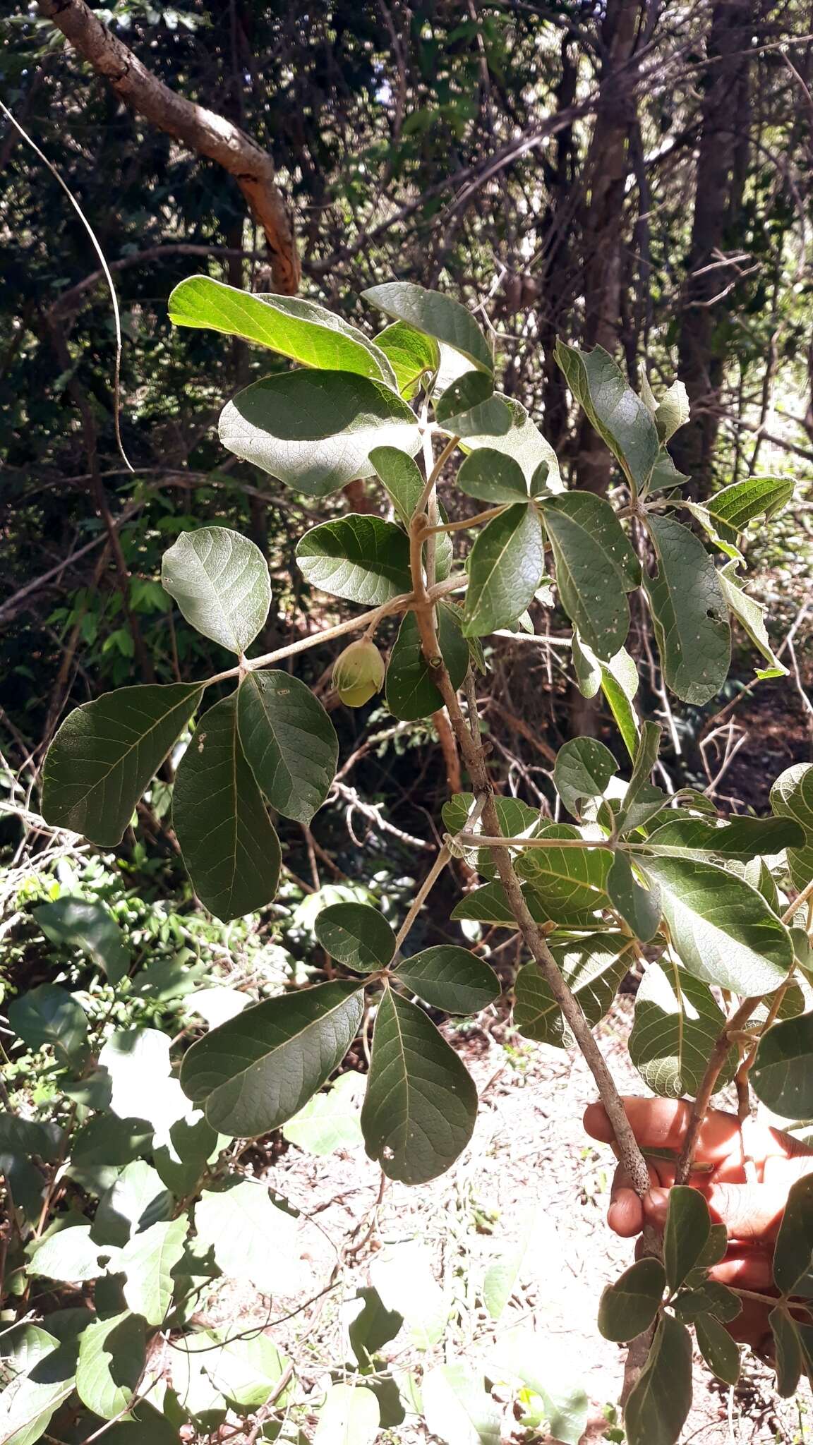 Image of Vitex perrieri Danguy