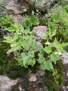 Image of Physalis sordida Fern.