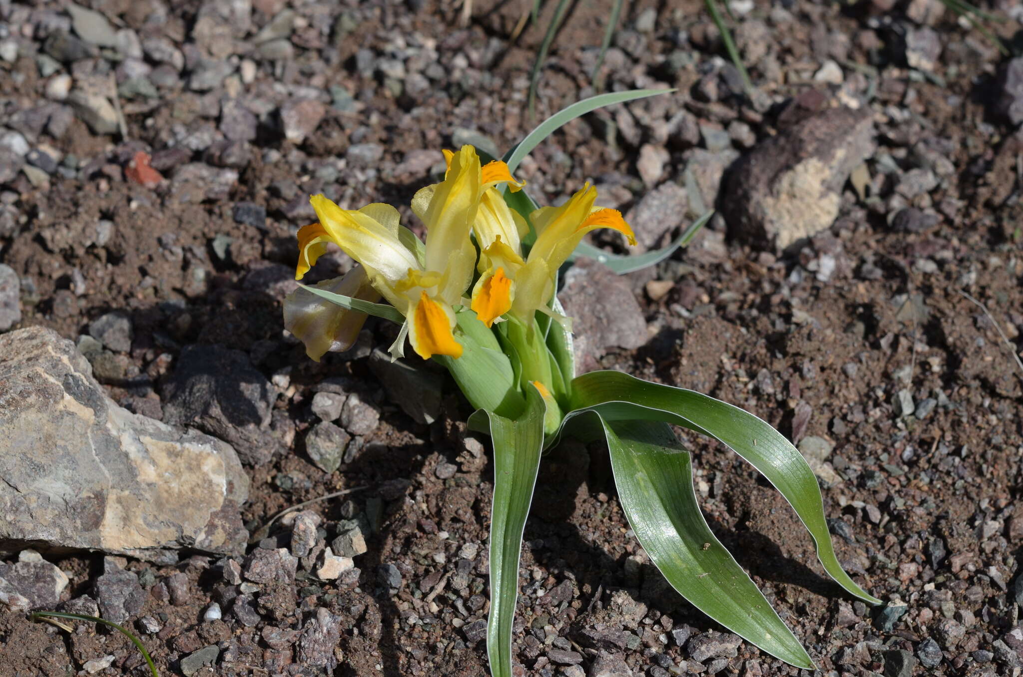 Iris orchioides Carrière的圖片