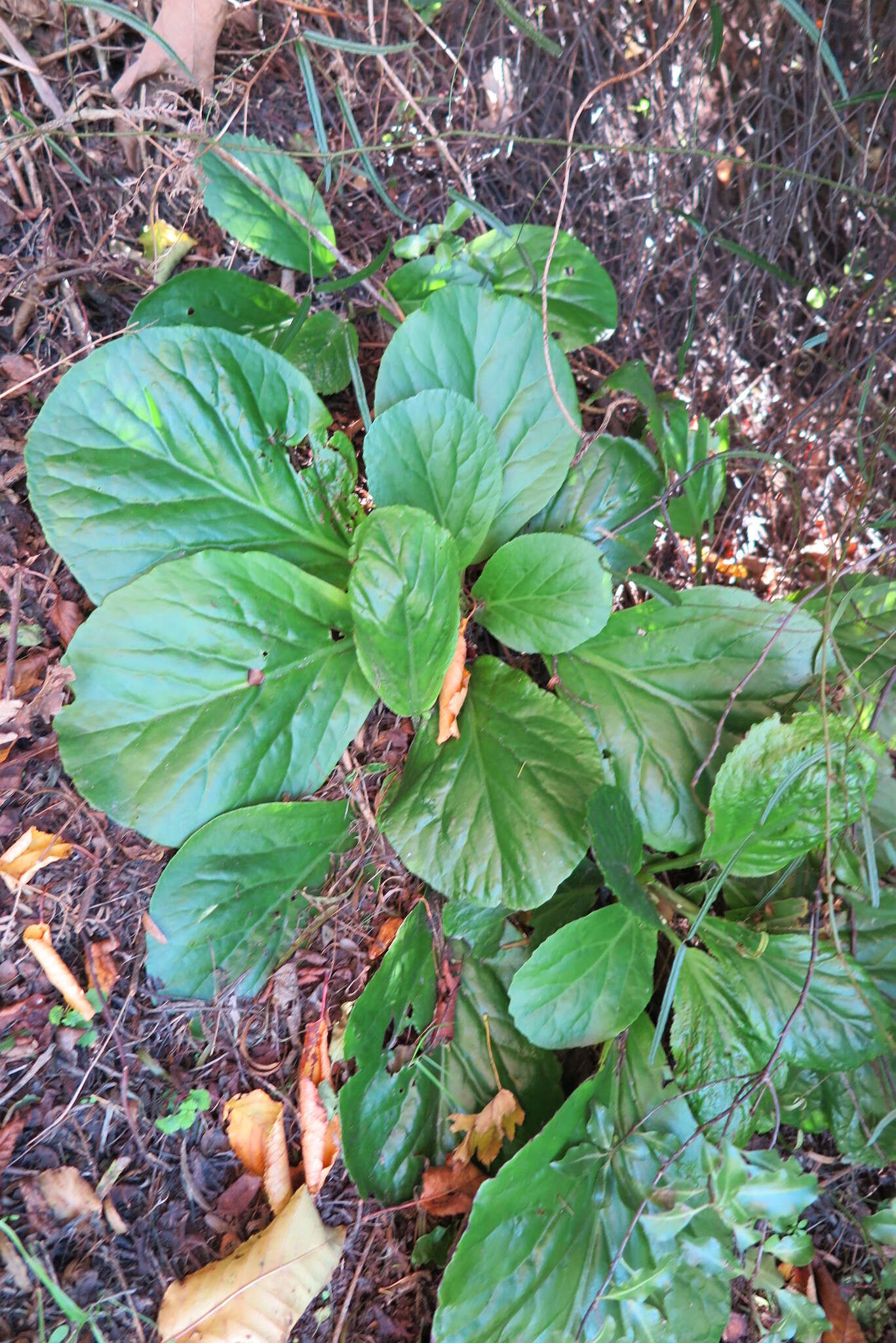 Image of Siberian-tea