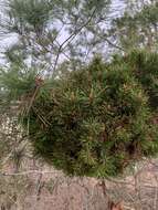 Image of 'Candidatus Phytoplasma pini'