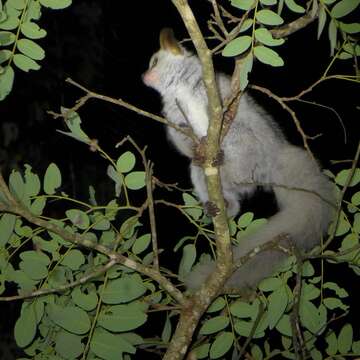 Image of Silvery Greater Galago