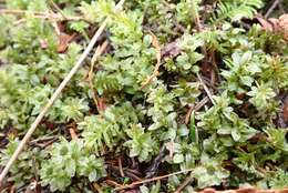 Image of plagiomnium moss