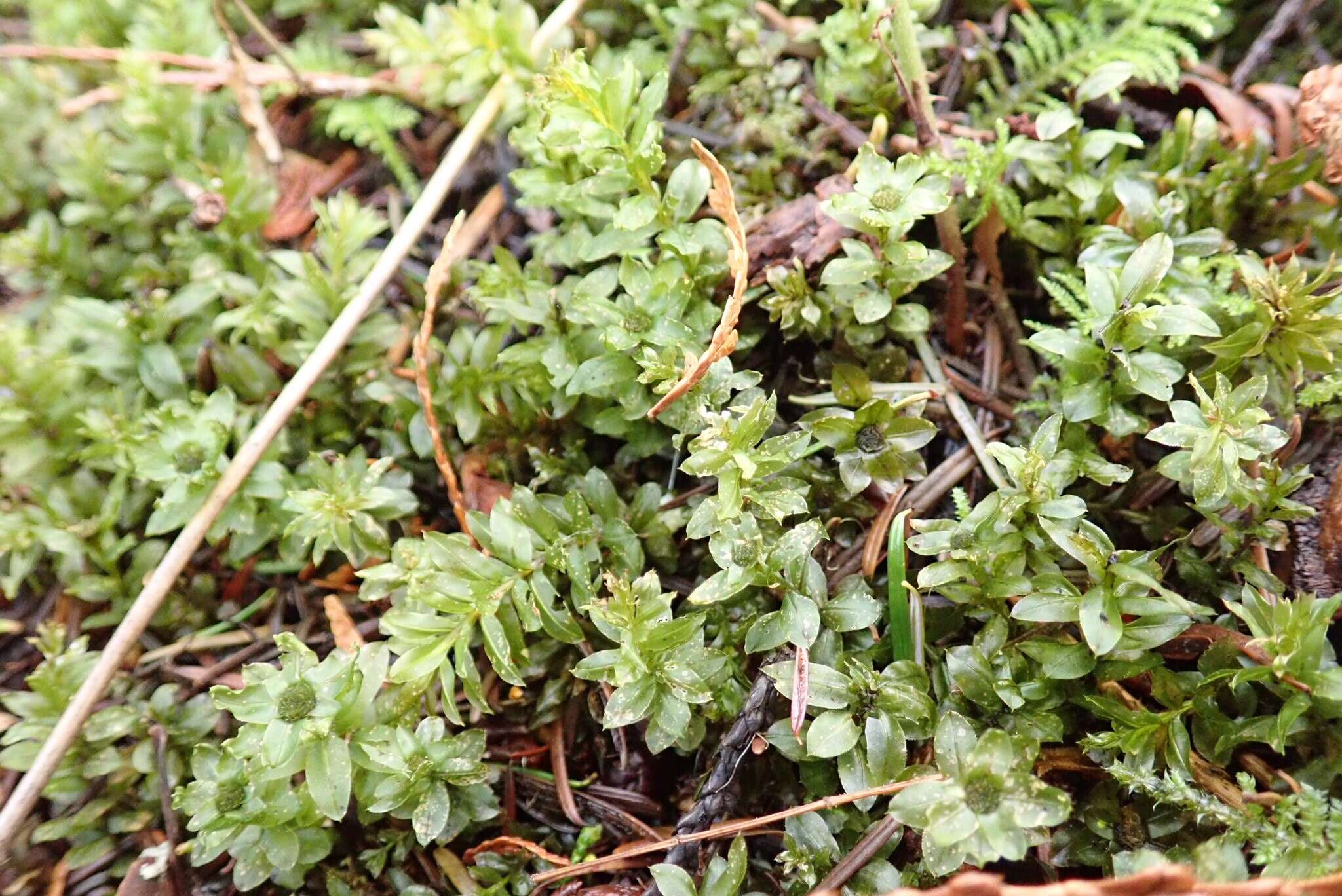 Image of plagiomnium moss