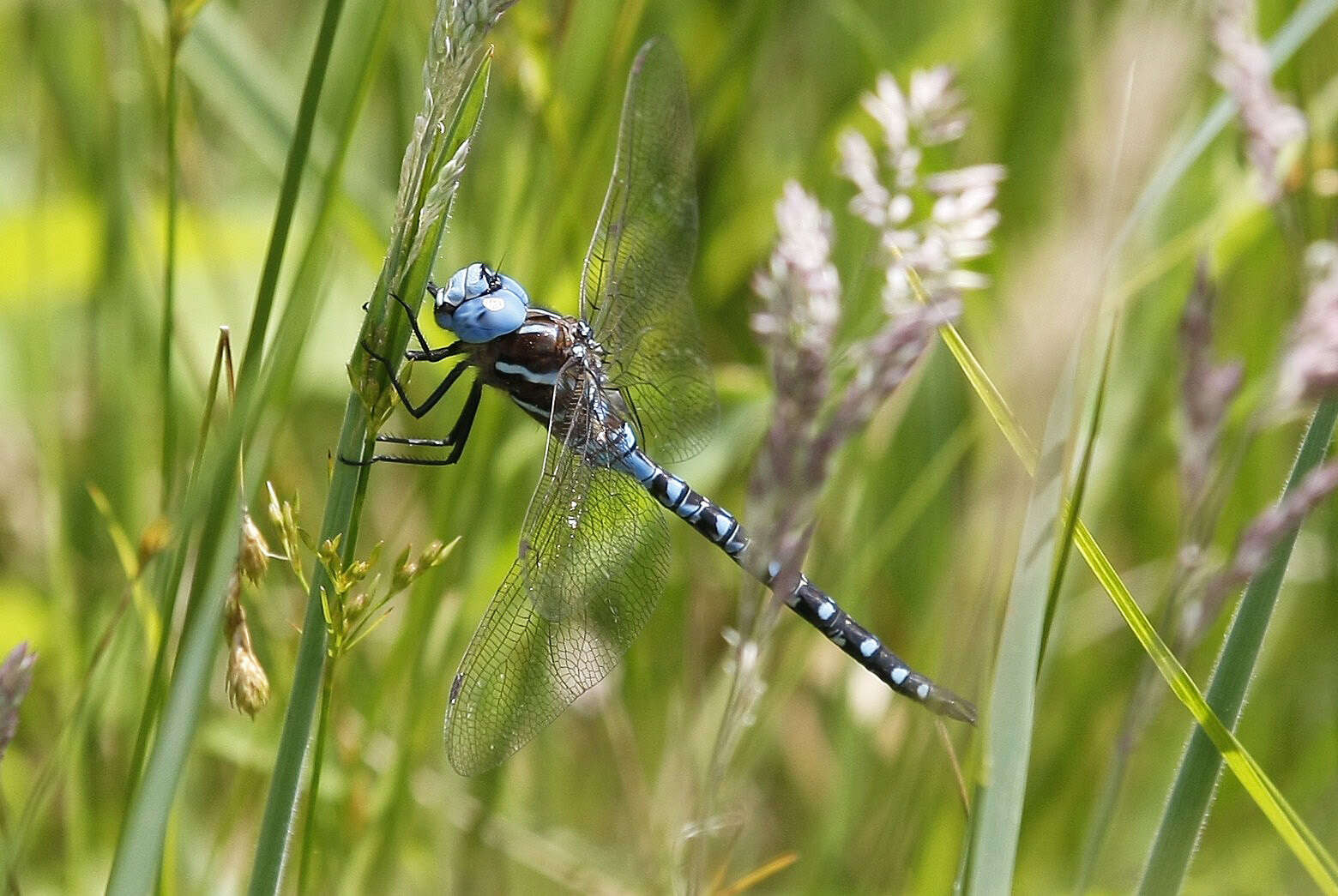 Image of Spatterdock Darner