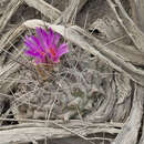 Image of Thelocactus rinconensis subsp. freudenbergeri (R. Haas) Mosco & Zanov.