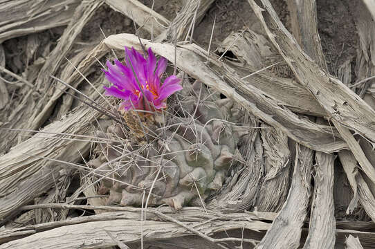 Image of Thelocactus rinconensis subsp. freudenbergeri (R. Haas) Mosco & Zanov.