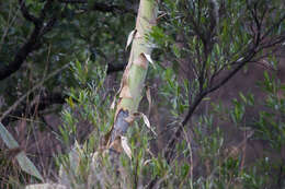 Слика од Agave maximiliana var. katharinae (A. Berger) Gentry