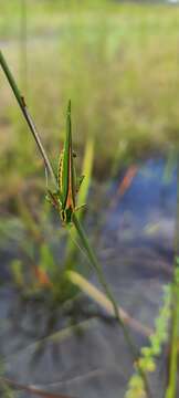 Image of Guinea-cypress Katydid